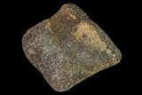 Fossil Hadrosaur Phalange - Alberta (Disposition #-) #143291-1